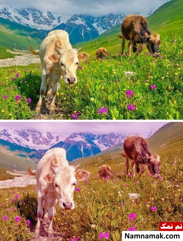 دنیا از دید موش دنیا از دید موش