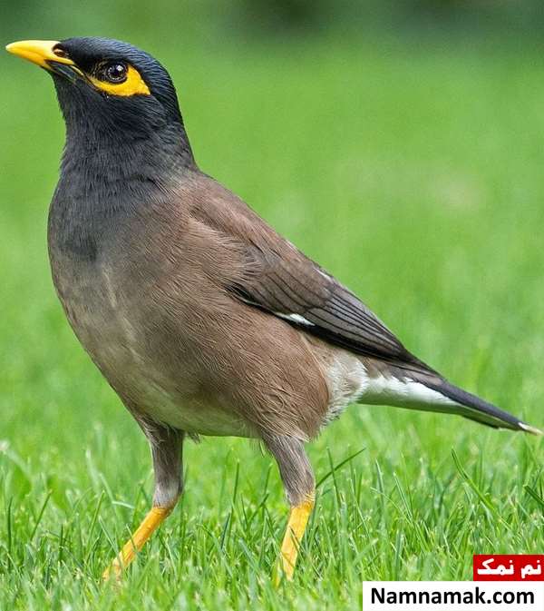 نحوه تشخیص جنسیت مرغ مینا نحوه تشخیص جنسیت مرغ مینا