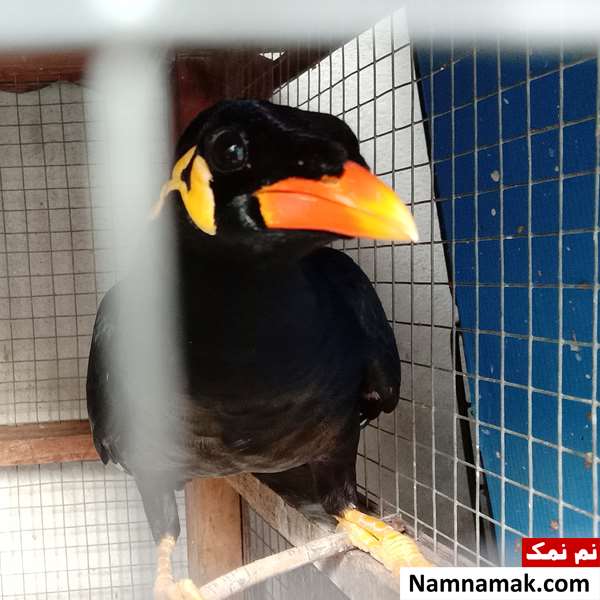 سن یادگیری مرغ مینای سخنگو سن یادگیری مرغ مینا
