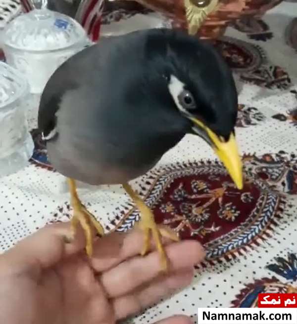 سیاه شدن دهان مرغ مینا سیاه شدن دهان مرغ مینا
