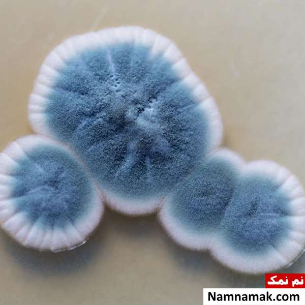 معرفی انواع کپک های خطرناک