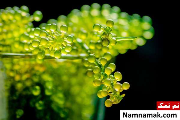 کاولرپا لنتیلیفرا Caulerpa lentillifera