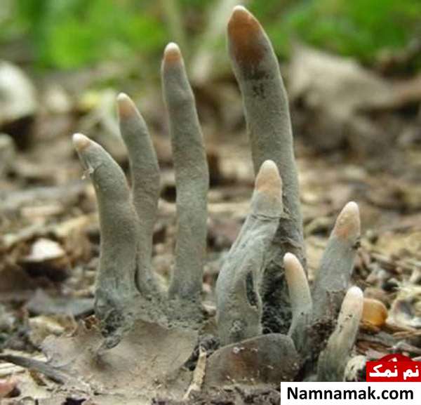 تصاویر ترسناکی که بدون شرح است