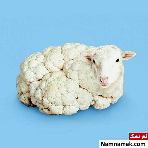 فریبنده ترین تصاویر جهان که با تماشای آنها سردرگم خواهید شد! فریبنده ترین تصاویر جهان که با تماشای آنها سردرگم خواهید شد!