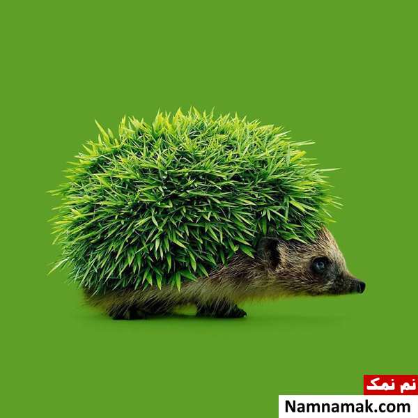 فریبنده ترین تصاویر جهان که با تماشای آنها سردرگم خواهید شد! فریبنده ترین تصاویر جهان که با تماشای آنها سردرگم خواهید شد!