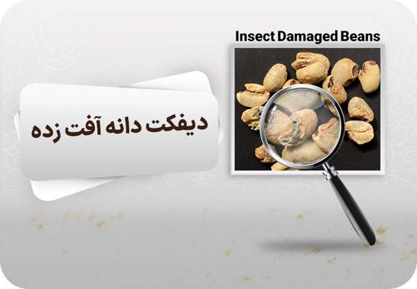 دیفکت دانه آفت زده قهوه