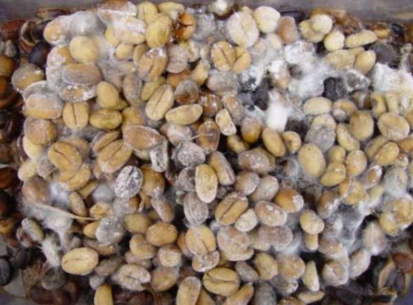 کپک زدگی دانه قهوه