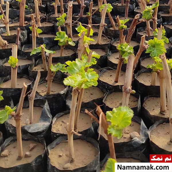 ضرب المثل کار از محکم کاری عیب نمی کند