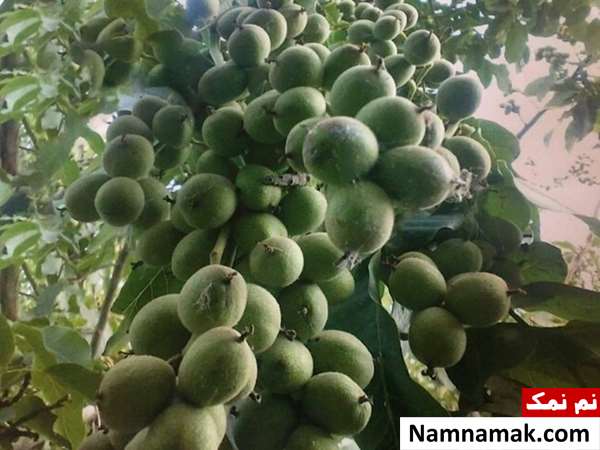 سوغات کهگیلویه و بویراحمد