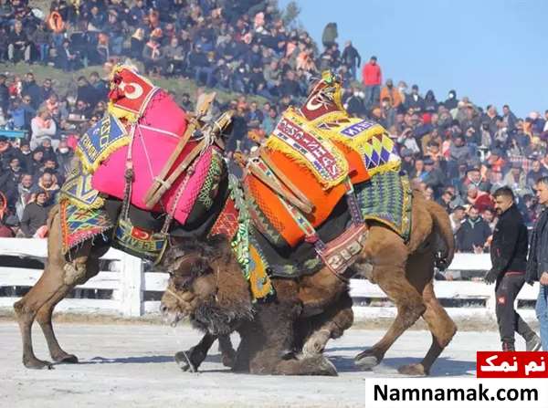 جشنواره سنتی کشتی شترها