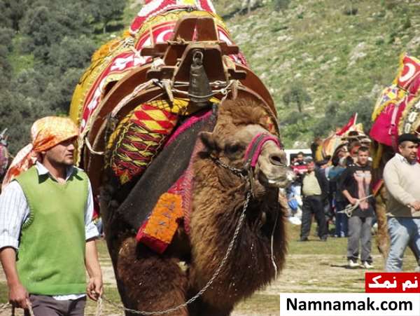 جشنواره سنتی کشتی شترها