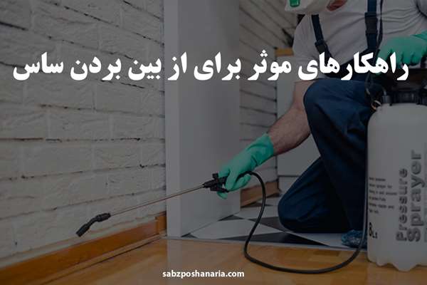 راهکارهای موثر برای از بین بردن ساس