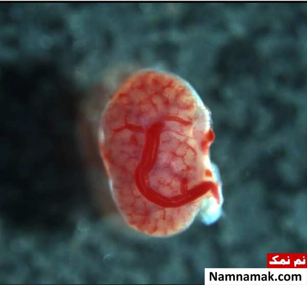 عکس های علمی تخیلی