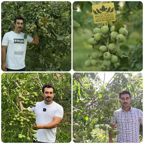 بهترین باغ گردوی ایران را با همراهی رویال نهال ازآن خود کنید