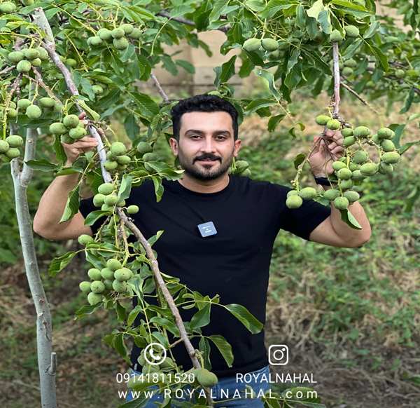 بهترین باغ گردوی ایران را با همراهی رویال نهال ازآن خود کنید