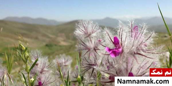 سوغات مراغه از خوراکی تا صنایع دستی