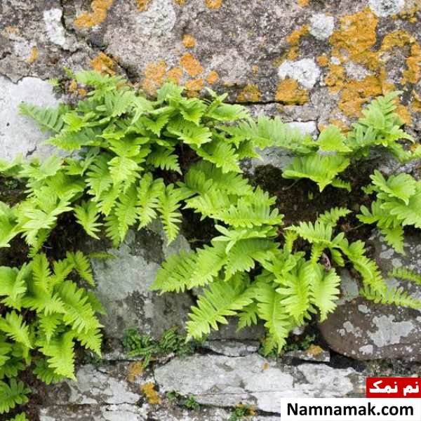 خواص بسفایج