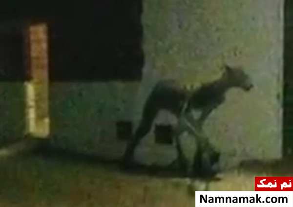 مشاهده موجودی عجیب الخلقه در آرژانتین!