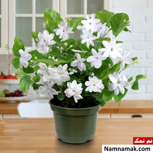 گل یاس رازقی