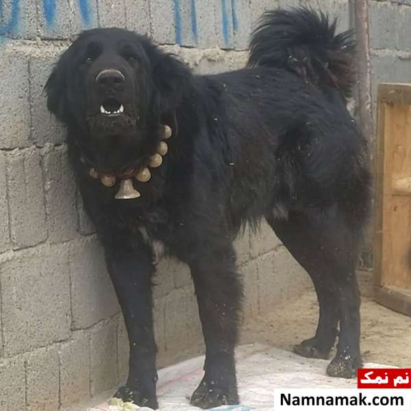 سگ قهدریجانی اصفهانی
