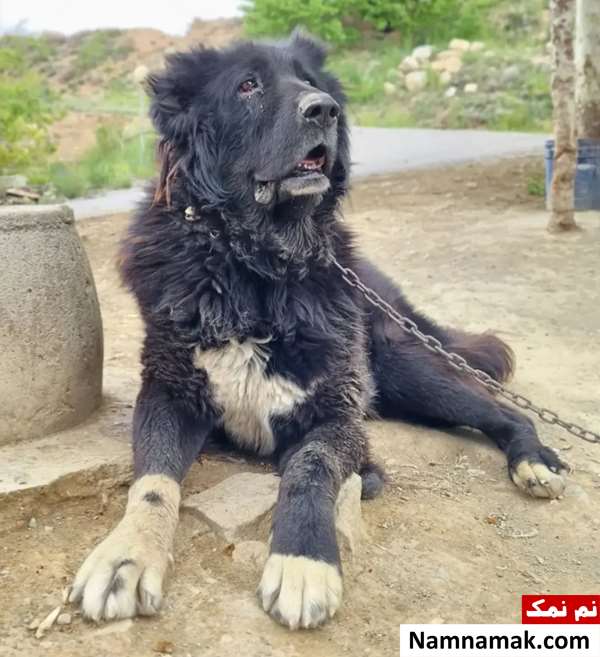 سگ قهدریجانی اصفهانی