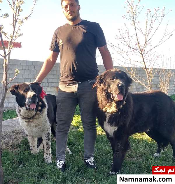 سگ قهدریجانی اصفهانی