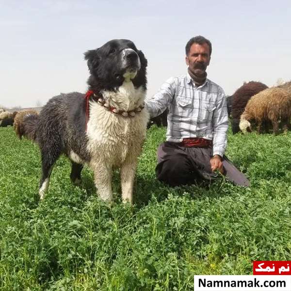 سگ قهدریجانی اصفهانی