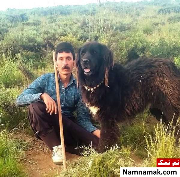 سگ قهدریجانی اصفهانی