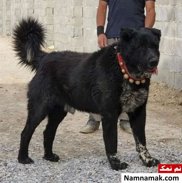 سگ قهدریجانی اصفهانی