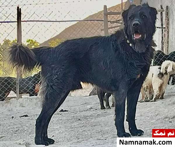 سگ قهدریجانی اصفهانی