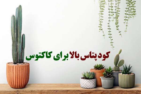 کود پتاس بالا برای کاکتوس