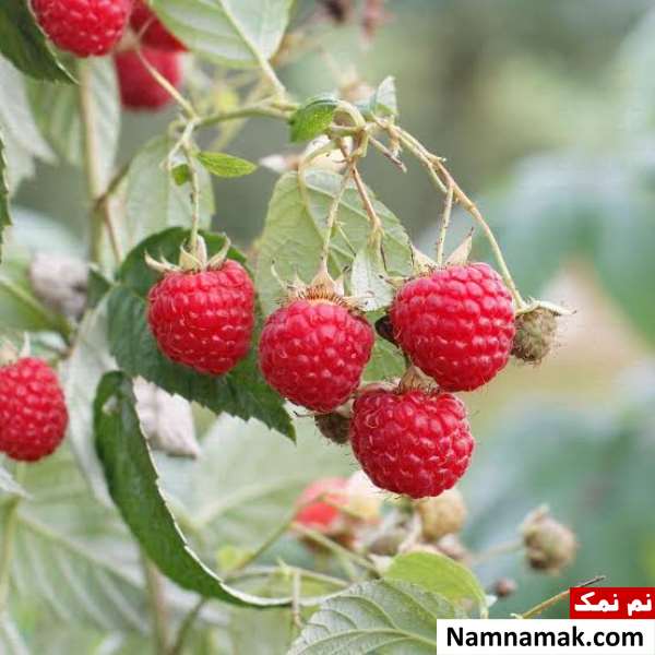 جدول غذای دیابتی ها برای صبحانه ، ناهار و شام