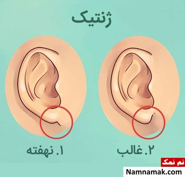 انواع شکل گوش انسان و رازها و شگفتی های آن انواع شکل گوش انسان و رازها و شگفتی های آن