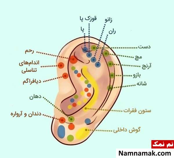 انواع شکل گوش انسان و رازها و شگفتی های آن انواع شکل گوش انسان و رازها و شگفتی های آن