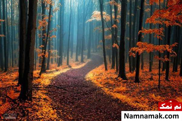 پاییز در Carpathians سفید