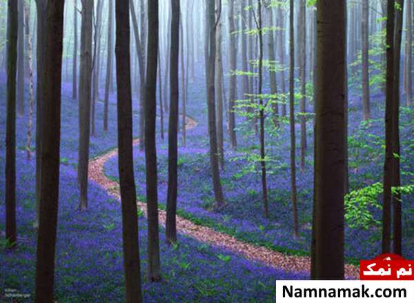بهار در جنگل Hallerbos ،  بلژیک