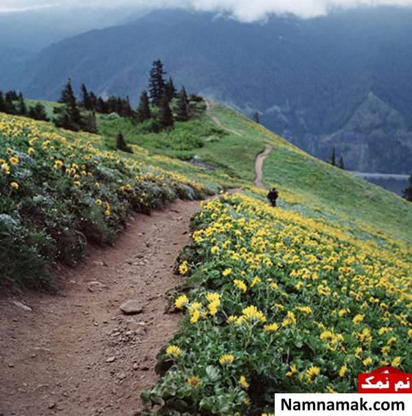 بهار در کوه سگ ،  واشنگتن ،  ایالات متحده آمریکا