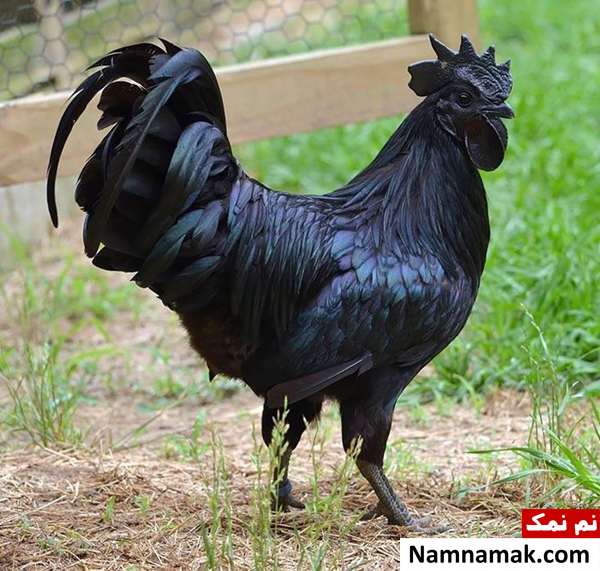 جانورانی با رنگ های بسیار عجیب که تاکنون ندیده اید+تصاویر