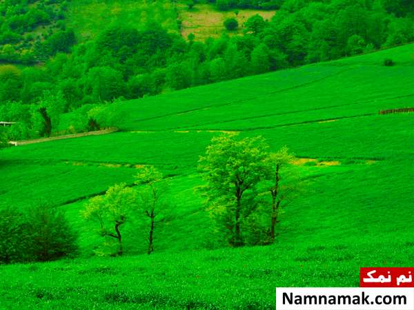 روز جهانی جنگلبان چه روزی است؟