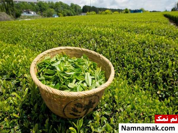 ماسک خانگی تقویت کننده مو