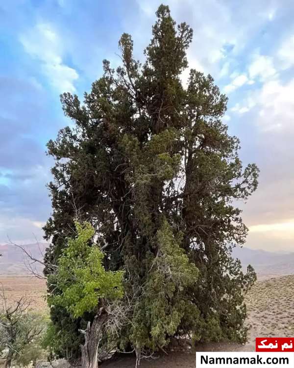 کهنسال ترین درخت ایران کهنسال ترین درخت ایران