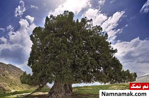 کهنسال ترین درخت ایران کهنسال ترین درخت ایران