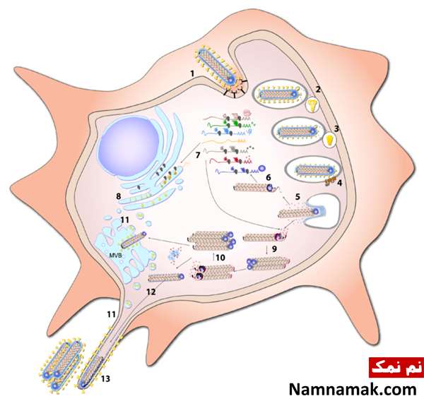 ویروس ماربورگ