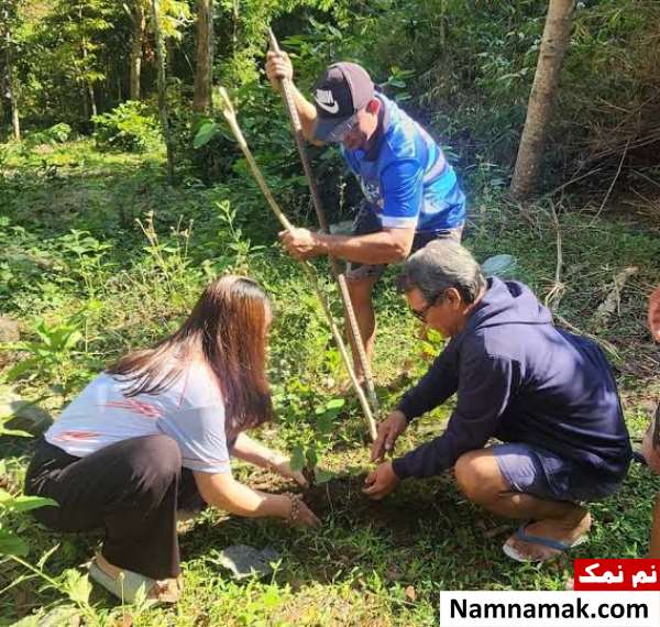 قانون کاشت درخت