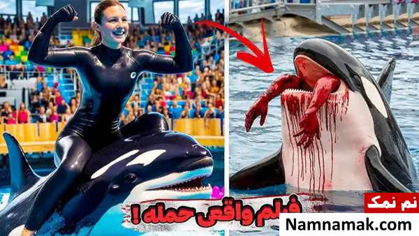 جسیکا مربی نهنگ قاتل جسیکا مربی نهنگ قاتل