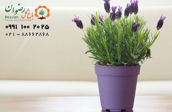 بهترین گلدان برای گل های آپارتمانی