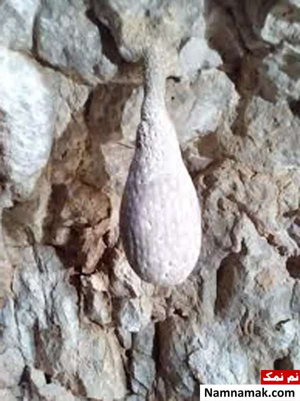 لانه خفاش