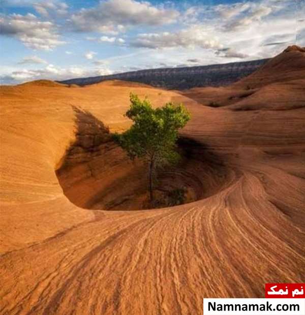تصاویر واقعی از درختان عجیب و غریب