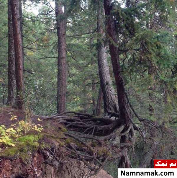 تصاویر واقعی از درختان عجیب و غریب