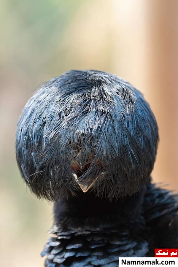 عکس های برگزیده کمدی حیات وحش 2025